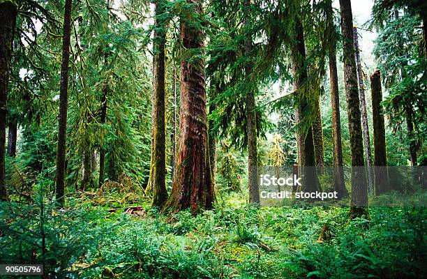 Temperierter Regenwald Olympic National Park Washington Usa Stockfoto und mehr Bilder von Biomasse - Ökosystem