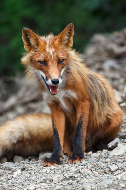 istock Beautiful wild red fox sitting on stones in summer landscape 905061416