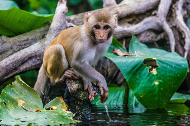 Silver Springs Monkey Monkey by water at Silver Springs Florida serious monkey stock pictures, royalty-free photos & images