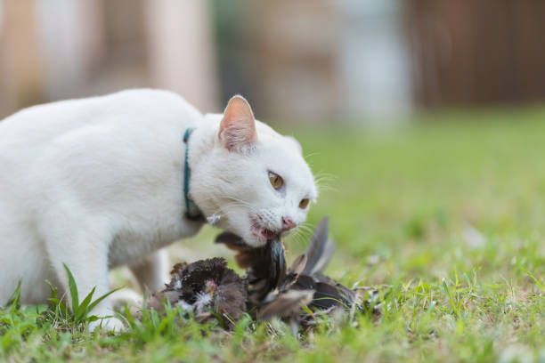 White cat hunter bird and eating on the field