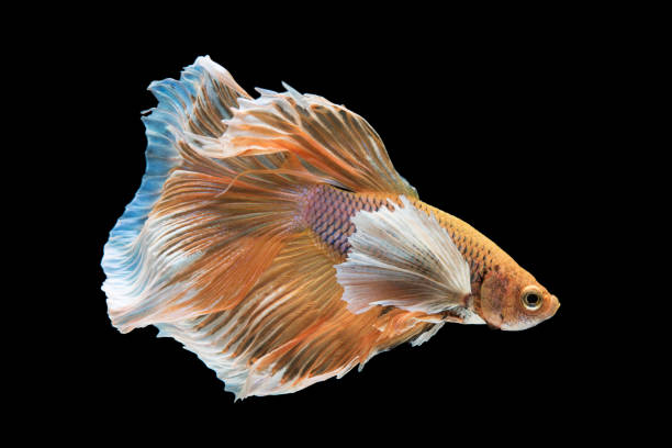 istock beautiful betta splendens isolated on black background 905065234