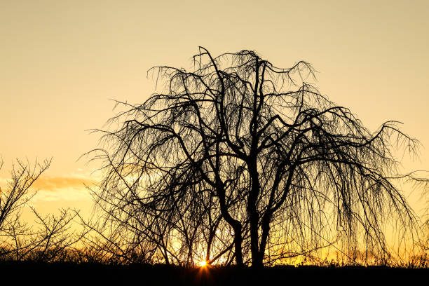 silhouettes of tree during the sunset for natural background