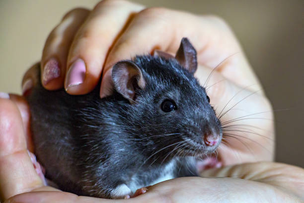 istock Domestic hand-held rat sitting on hands 905065810