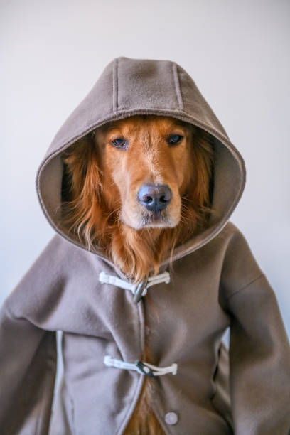 istock Golden retriever in Clothes 905065844
