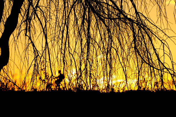 silhouettes of tree and the blurry bicycle man during the sunset