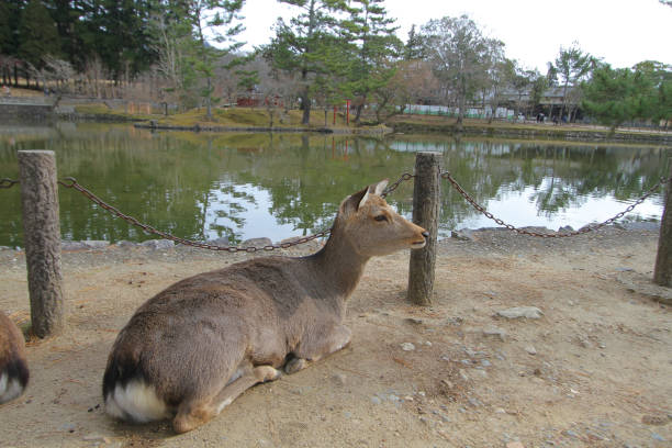 istock deer in the nara park,Japan 905068580