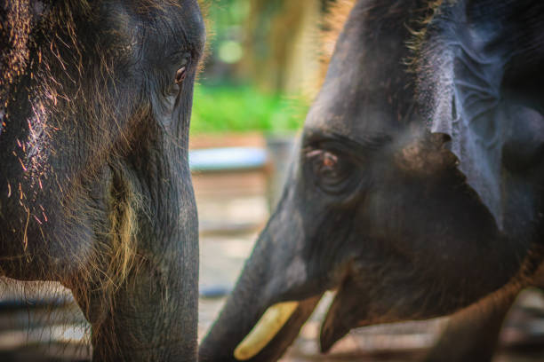 Asian elephants in northern Thailand