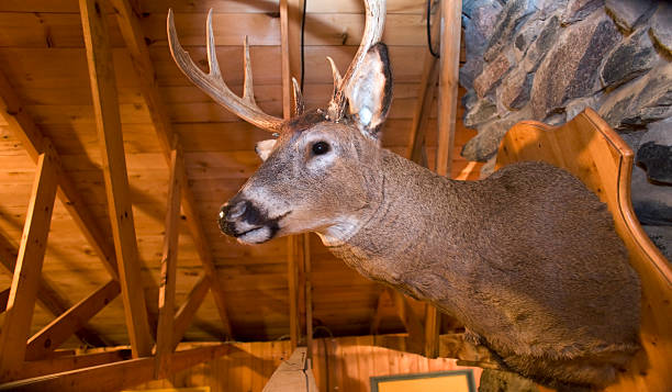 tête de cerf montée sur le mur - taxidermy deer cabin wall photos et images de collection