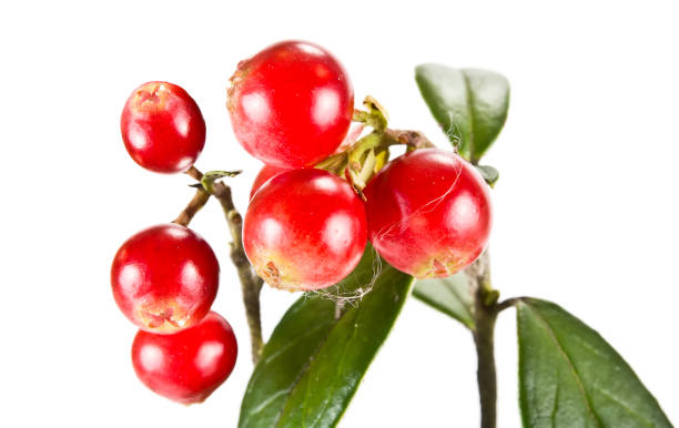 istock Berries of ripe cowberry 905071240