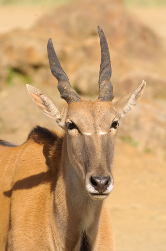 young taurotragus derbianus or common Eland, the largest of the African antelope