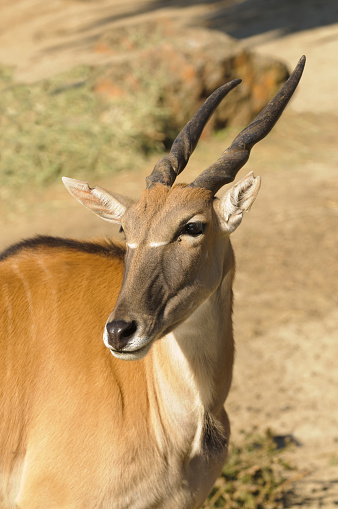 closeup of the largest African antelope, a Common Eland (TauroTragas Derbianus)