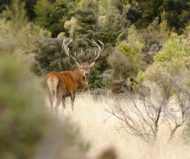 männliche rotwild - forest deer stag male animal stock-fotos und bilder