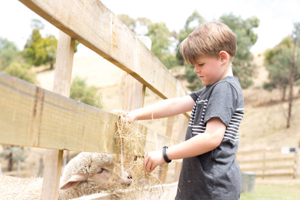 istock Boys with Grandfather feeding farm animals 905072694