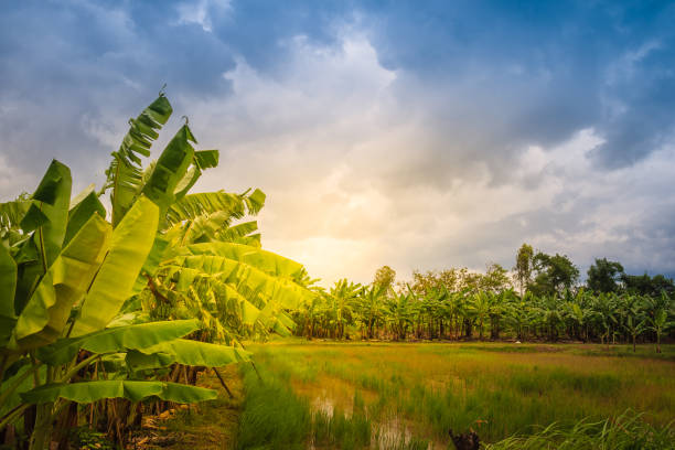 Mixed farming by planting banana trees in rice fields is agricultural system in which a farmer conducts different agricultural practice together two or more of plants simultaneously in the same field.