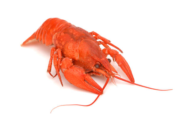 Crawfish, white background, close-up