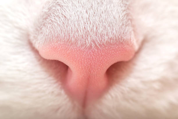 istock The cat's nose. White cat. Pink nose macro. 905076508