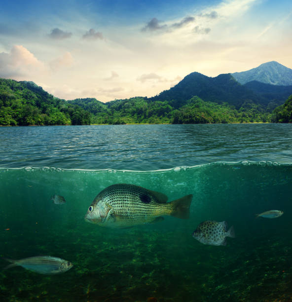 Abstract tropical underwater sea life