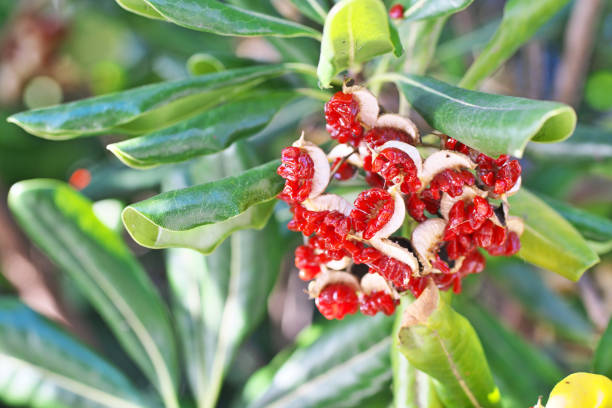 Pittosporum tobira