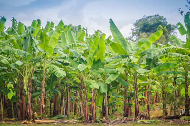 ecológico bosque verde de árboles de plátano con racimo de frutos de plátano verde joven para el fondo de la agricultura. buena práctica de fabricación (gmp) y el concepto de análisis de peligros y puntos críticos de control (hacc) - banana tree fotografías e imágenes de stock