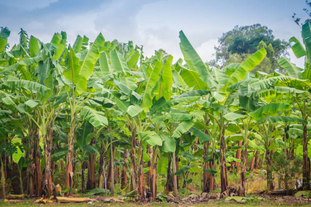 Organic green forest of banana trees with bunch of young green banana fruits for agriculture background. Good Manufacturing Practice (GMP) and Hazard Analysis and Critical Control Point (HACC) concept Organic green forest of banana trees with bunch of young green banana fruits for agriculture background. Good Manufacturing Practice (GMP) and Hazard Analysis and Critical Control Point (HACC) concept plantation photos stock pictures, royalty-free photos & images