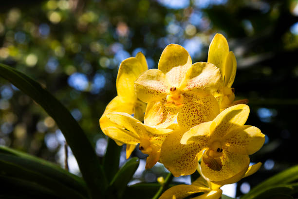 istock beautiful orchid flower background in garden 905079606