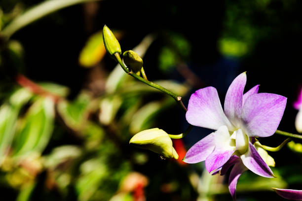 istock beautiful orchid flower background in garden 905079636