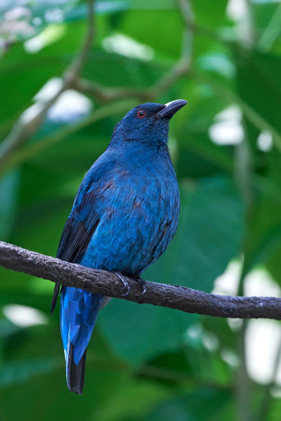 istock Asian fairy-bluebird (Irena puella) 905083480