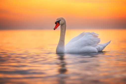 Blanco cisne en el agua de mar, amanecer tirado photo