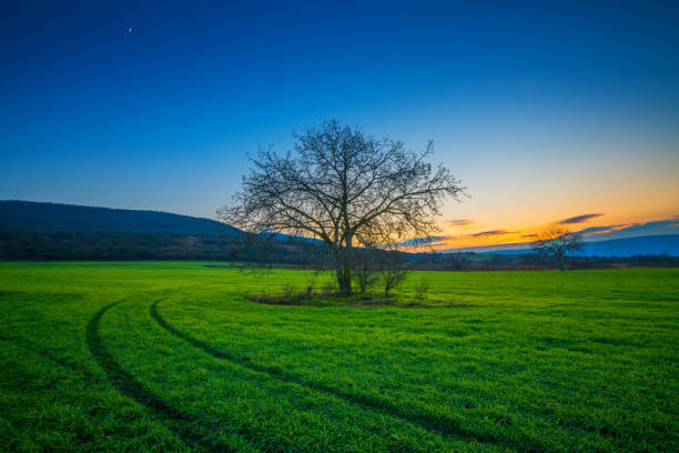Lonely tree on a green field in the sunset winter time.