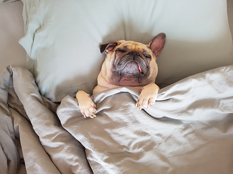 Lindo pug perro dormir en la almohada en la cama y abrigo con la sensación de manta feliz en tiempo de relajarse photo
