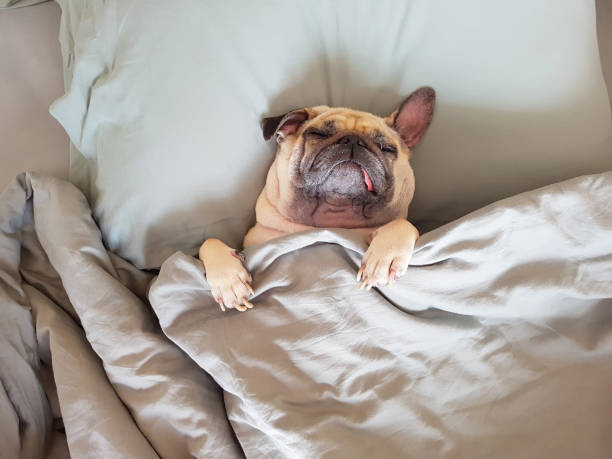 Cute pug dog sleep on pillow in bed and wrap with the blanket feel happy in relax time Cute pug dog sleep on pillow in bed and wrap with blanket feel happy in relax time pug stock pictures, royalty-free photos & images