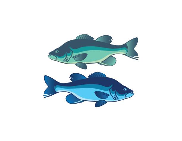 illustrations, cliparts, dessins animés et icônes de fish bar - rockfish