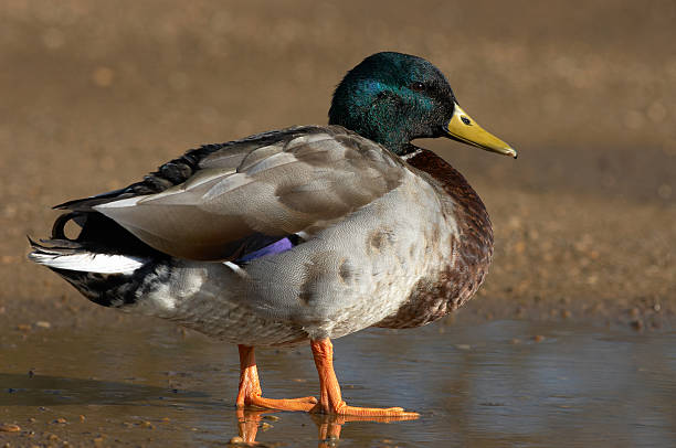 istock Male Mallard duck. 90508928