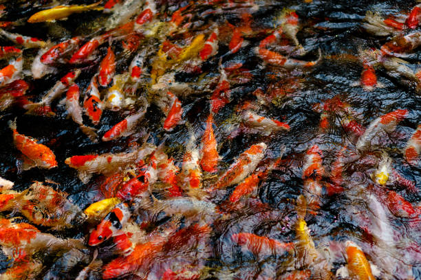 istock Colorful fancy Koi fish in the pond 905090604