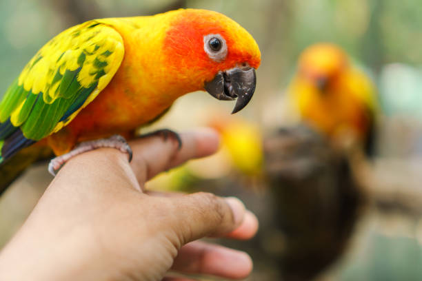 istock Beautiful colorful sun conure parrot birds 905090914
