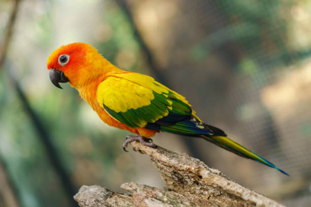 istock Beautiful colorful sun conure parrot birds 905091098