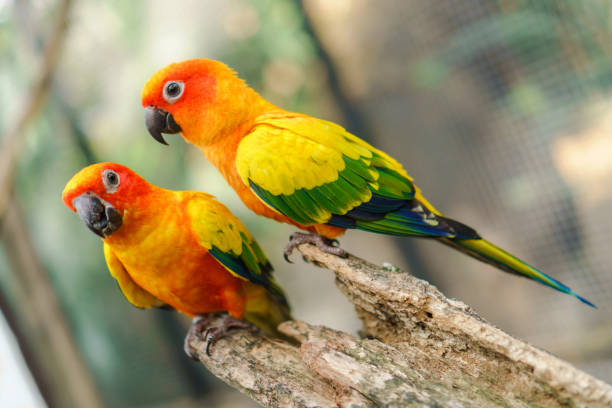 istock Beautiful colorful sun conure parrot birds 905091114