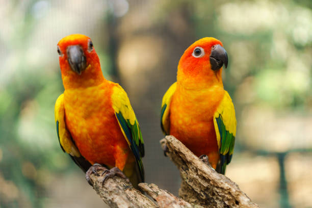istock Beautiful colorful sun conure parrot birds 905091166