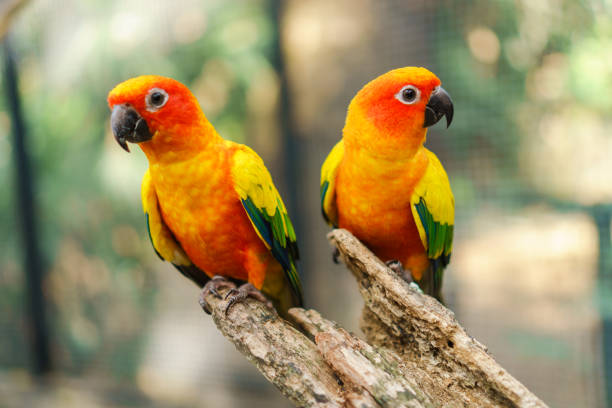 istock Beautiful colorful sun conure parrot birds 905091176
