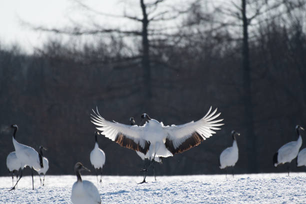 istock Japanese Crane Landing 905093928