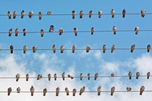 istock pigeons placed on electric wires 905094044