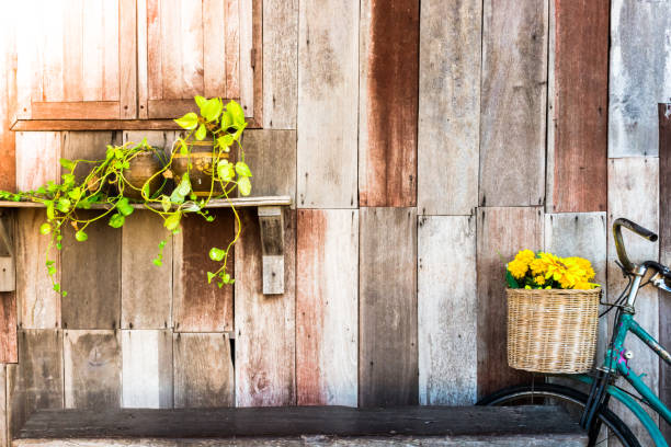 Vintage of old wooden wall with small tree and an ancient bicycle with a flower in rattan basket, Vintage wooden backdrop