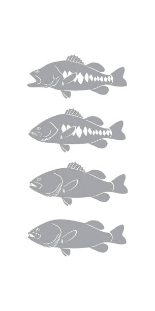 illustrations, cliparts, dessins animés et icônes de bass de poisson - rockfish