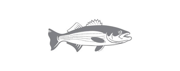 ilustraciones, imágenes clip art, dibujos animados e iconos de stock de lubina estriada - rockfish