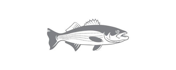 striped bass striped bass freshwater bass stock illustrations