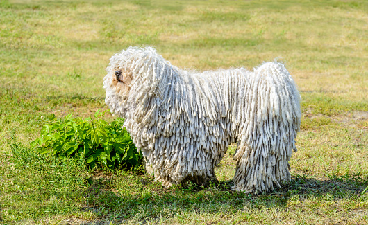 The Puli stands on the grass in the park.