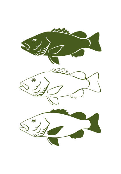 black bass black bass fish grouper stock illustrations