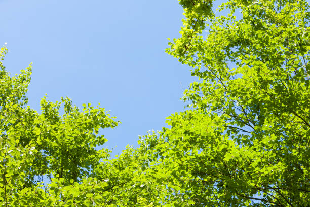 istock Green tree leaves and clear blue sky 905098180