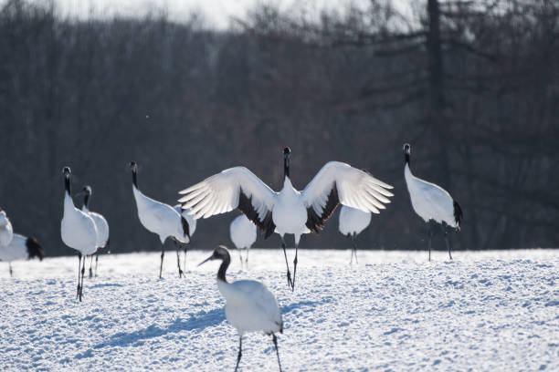 istock Japanese Crane Landing 905098196