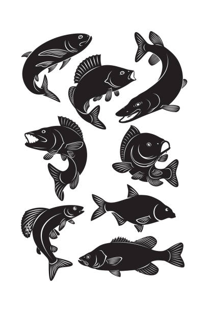 zestaw ryb - rockfish stock illustrations